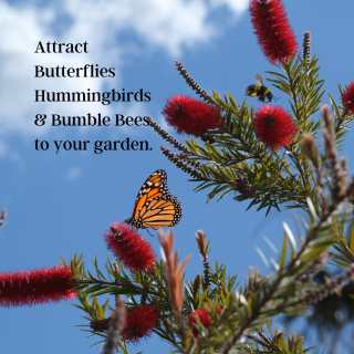 Attract Butterflies, Hummingbirds and Bunble Bees with Bushes and Trees