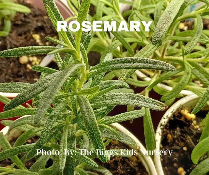 Planting Rosemary in Your Florida Garden 