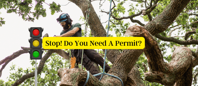 Do you need a permit to cut down a tree on your property in Palm Coast?