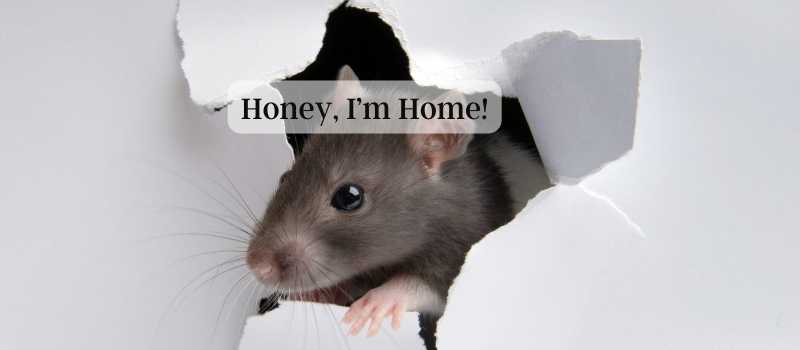 4 Plants To Keep Rats &amp; Rodents From Selecting Your home to Breed