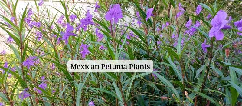 Mexican Petunia Plants in Palm Coast Florida