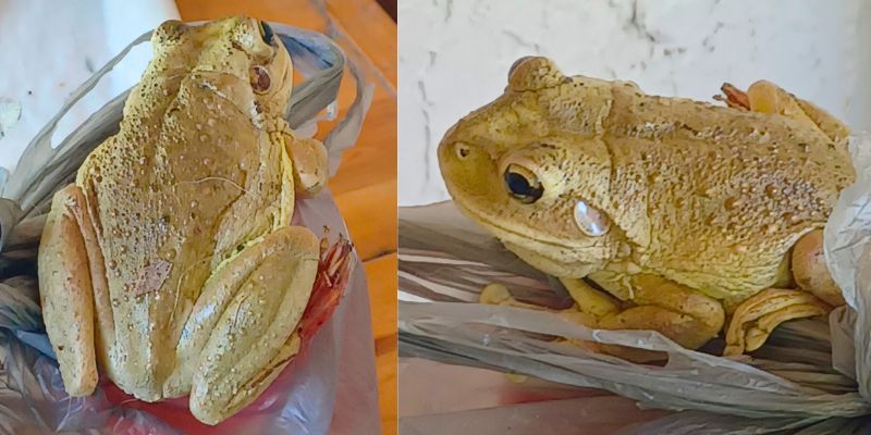 The Amphibious Invasion of Cuban Tree Frogs