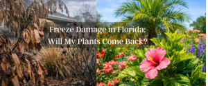 Split image showing freeze-damaged brown plants on one side and healthy spring growth on the other in a Palm Coast garden after temperatures dropped below 30°F.