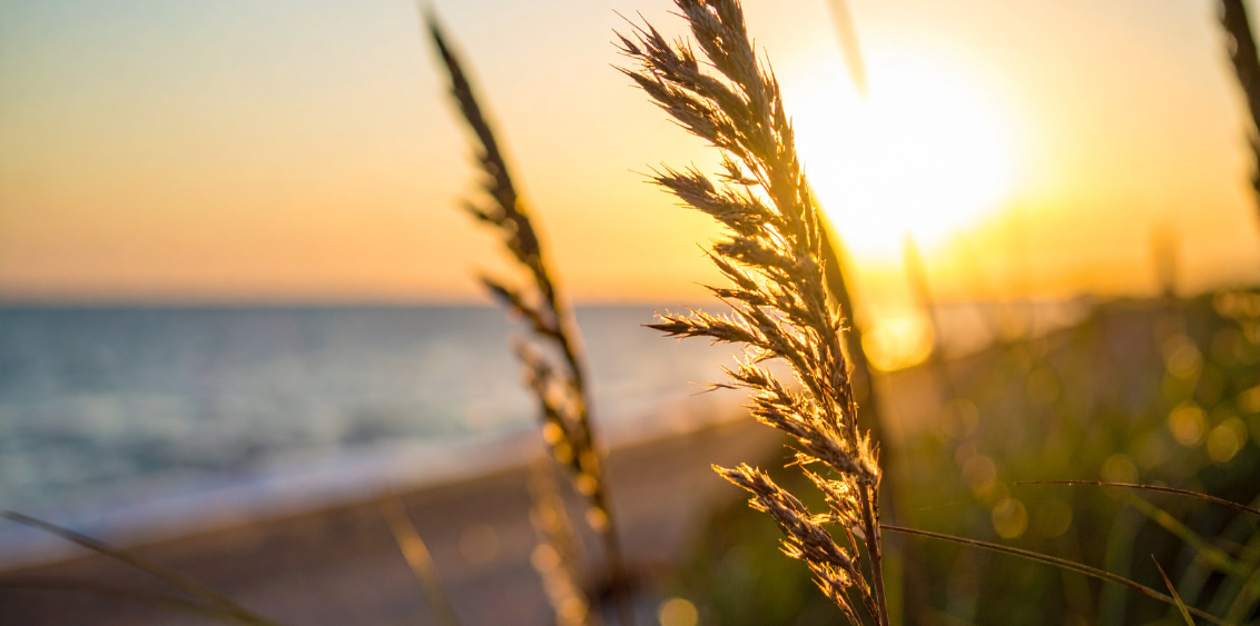 sea oats palm coast local