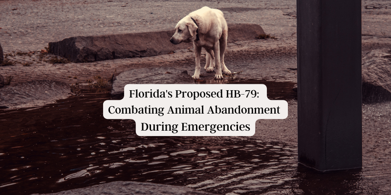 Florida's Proposed HB-79: Combating Animal Abandonment During Emergencies