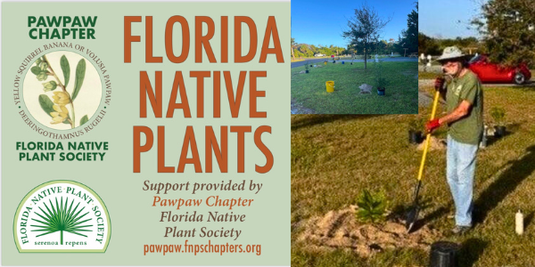 florida native plants pawpaw chapter plant society