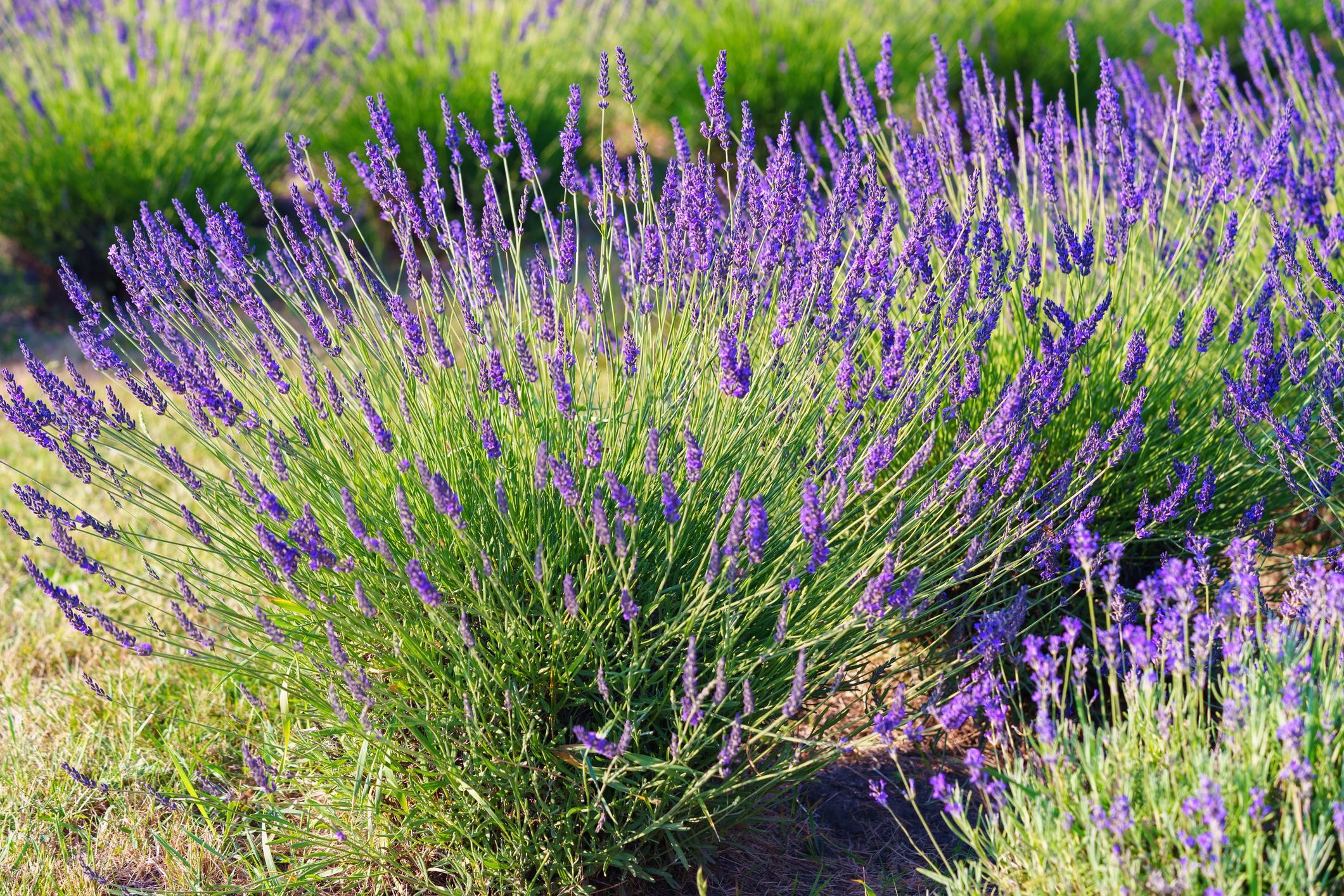 lavander
