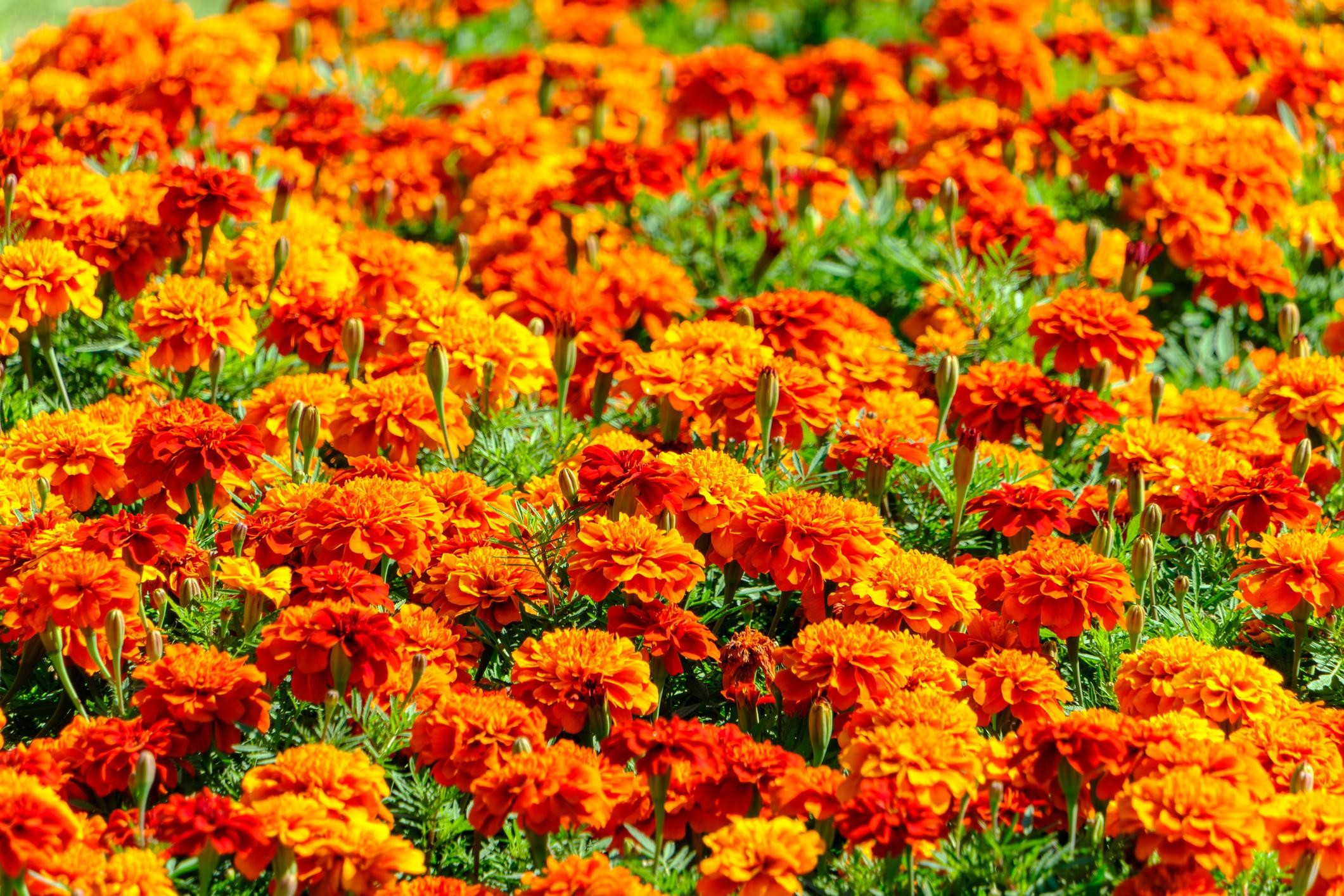 marigolds