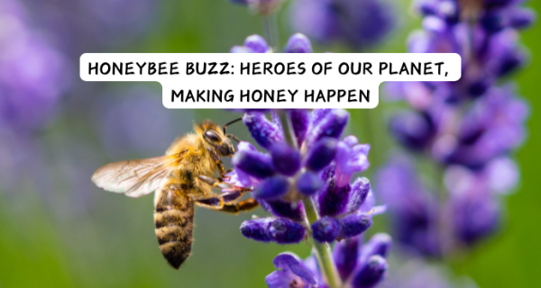 Honeybee Buzz: Heroes of our Planet - Flagler Beach Event