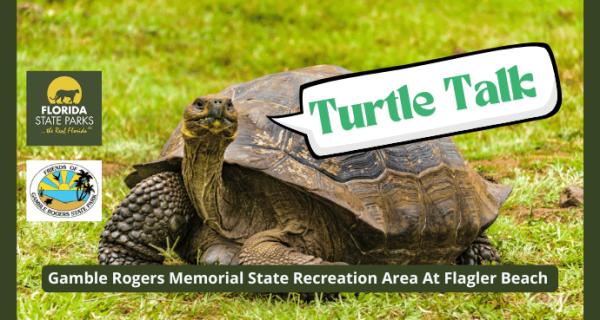 Turtle Talk - A Sea Turtle's Journey