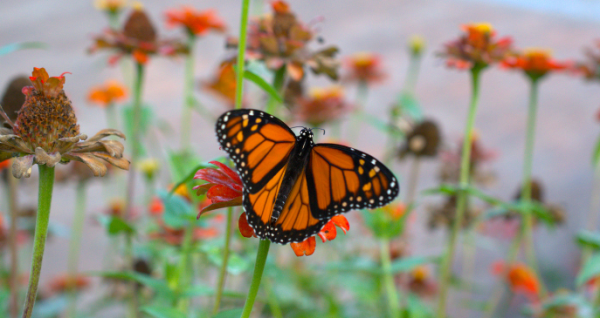 Butterflies For Beginners | Gamble Rogers