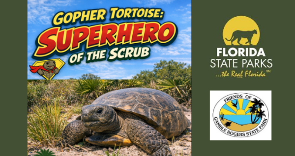 Gopher Tortoise Superhero of the Scrub