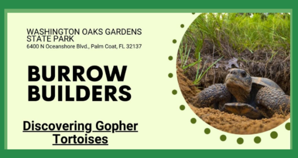 Burrow Builders Discovering Gopher Tortoises